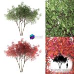 مدل سه‌بعدی درخت تزئینی آملانشیر کانادایی | Irga Lamarca Canadian solitaire Amelanchier canadensis 0