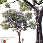 مدل سه‌بعدی درخت جکاراندا با گل‌های بنفش | Jacaranda mimosifolia