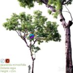 مدل سه‌بعدی درخت جاکارندا با ارتفاع ۱۵ متر | Jacaranda mimosifolia Dolonix regia Height 0