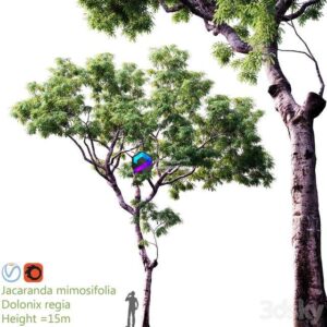 Jacaranda mimosifolia Dolonix regia Height 0