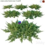 مدل سه‌بعدی درختچه جونیپر اسکندیا | Juniperus sabina Scandia juniper 0