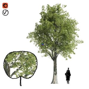 Katsura tree 0