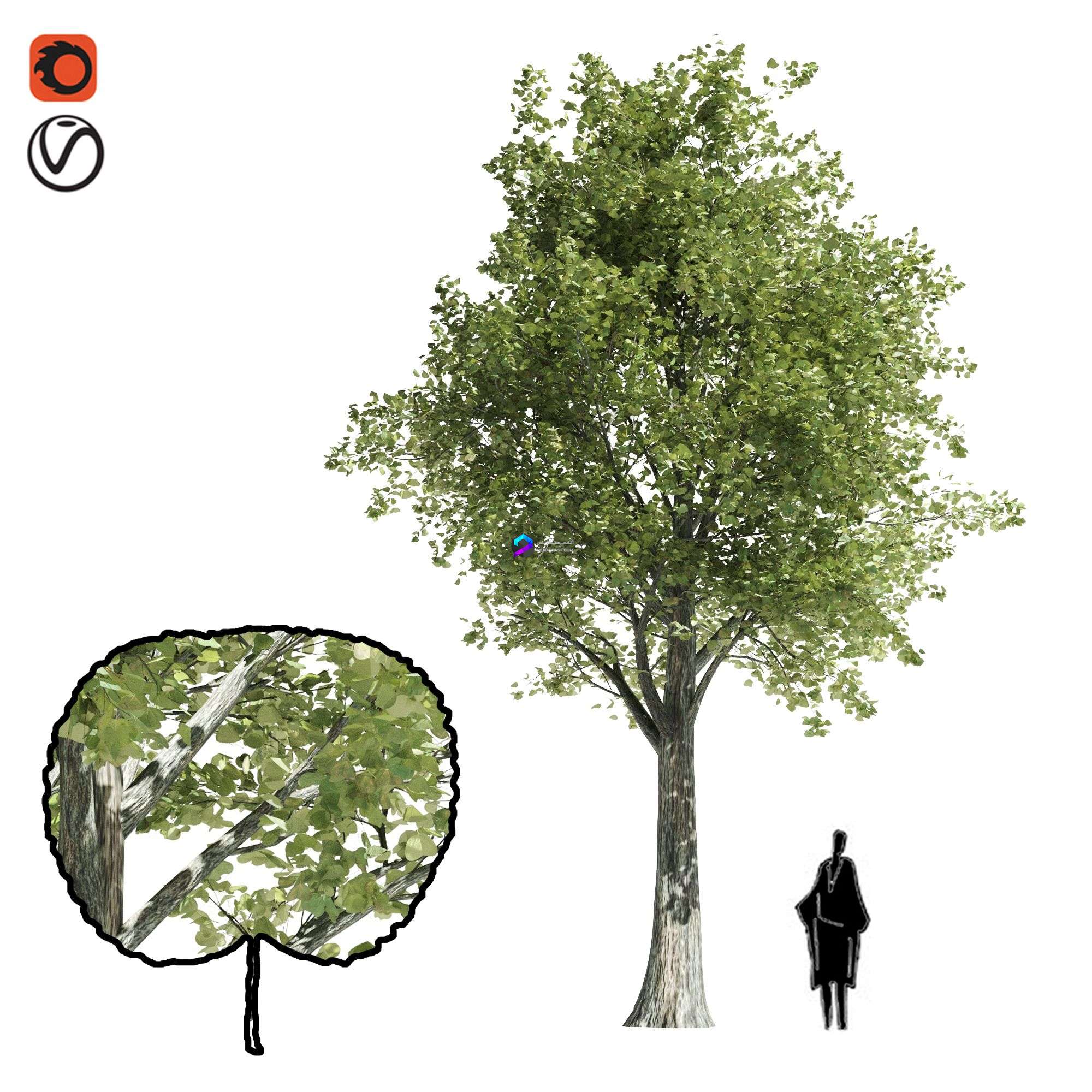 Katsura tree 0