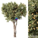 مدل سه‌بعدی درخت لیمو میوه‌دار | Lemon Tree Set 117