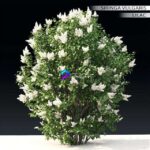 مدل سه‌بعدی درختچه یاس بنفش با گل‌های سفید | Lilac flowering 3 0