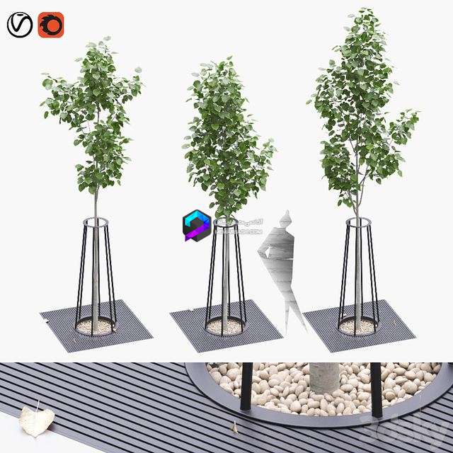 Linden seedlings in a tree-trunk lattice 0
