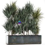 مدل سه‌بعدی بوته‌های دراکنا در گلدان فلزی | Lush exotic thickets of Dracaena bushes in a metal pot flowerbed. 887 0
