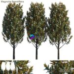 مدل سه‌بعدی درخت ماگنولیا با گل‌های سفید | Magnolia grandiflora