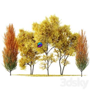 Maple Sapindaceae and Acer Saccharinum Fall Trees