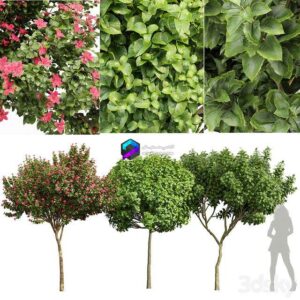 Michelia Champaca and Catalpa Bignonioides and Orchid Fragrant Flower 0