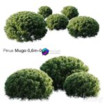 مدل سه‌بعدی درخت کاج کوهی مگو با ارتفاع 0.6 متر | Mountain Pine Mugo 0