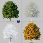 مدل سه‌بعدی درخت بلوط چهار فصل | Oak 4 Seasons 0