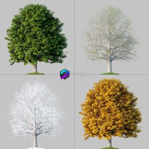 Oak 4 Seasons 0
