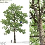 مدل سه‌بعدی درخت بلوط با ارتفاع ۲۲ متر | Oak tree 0522m