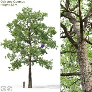 Oak-tree_05(22m)