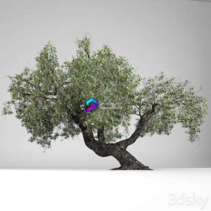 Olea Europaea 0