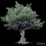 مدل سه‌بعدی درخت زیتون با طراحی طبیعی | Oliva European 01 0