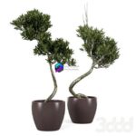 مدل سه‌بعدی درخت زیتون تزئینی | Olive Tree 2 0