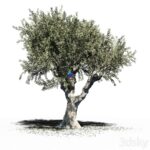 مدل سه‌بعدی درخت زیتون خارجی | Olive Tree Europa Olea v2