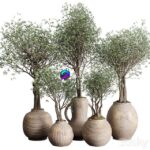 مدل سه‌بعدی درخت زیتون در گلدان سفالی قدیمی | Olive tree in an old earthenware vase indoor collection 182 0