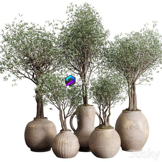 مدل سه‌بعدی درخت زیتون در گلدان سفالی قدیمی