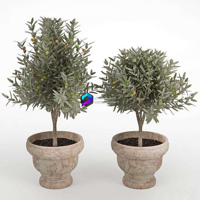 مدل سه‌بعدی درخت زیتون تزئینی