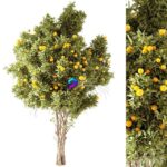 مدل سه‌بعدی درخت پرتقال تزئینی | Orange Tree 01 0