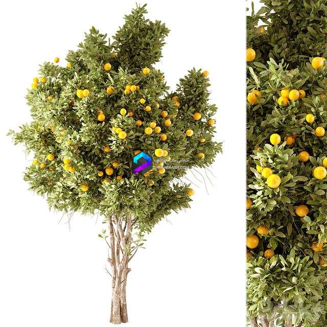 Orange Tree 01 0