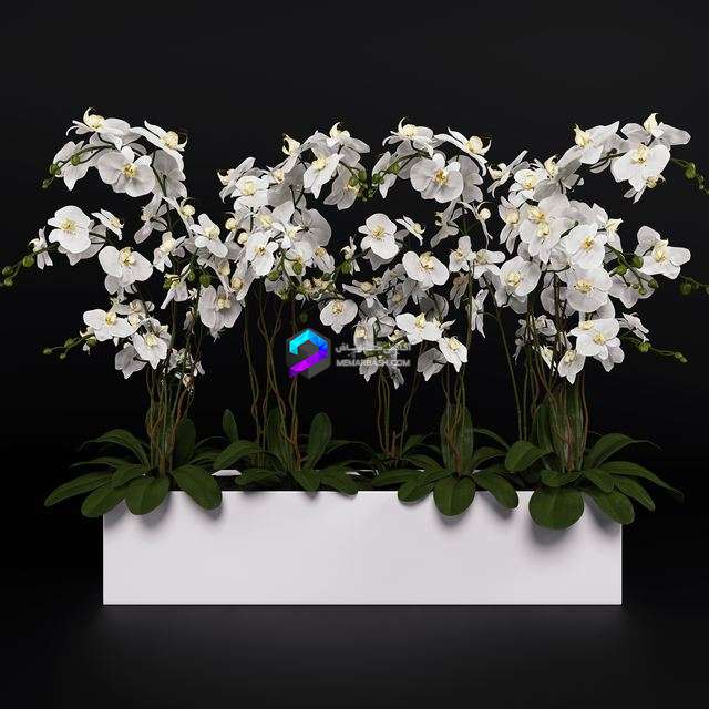 مدل سه‌بعدی دسته گل ارکیده فالاِنپسیس
