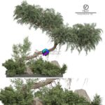 مدل سه‌بعدی درخت تزئینی با طراحی طبیعی | Outdoor Plant 180 0
