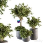 مدل سه‌بعدی درختان تزئینی در گلدان مدرن | Outdoor Plant Set 198 – Plant and Tree in Pot 0