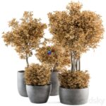 مدل سه‌بعدی گیاهان آپارتمانی در گلدان‌های مدرن | Outdoor Plant Set 322