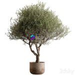 مدل سه‌بعدی درخت تزئینی در گلدان | Outdoor Plants 594 Tree in Pot 0