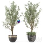 مدل سه‌بعدی درختان تزئینی در گلدان بتنی | Outdoor bush and Tree in rusty Concrete Pot – Set 204