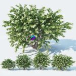 مدل سه‌بعدی درختچه یاس زرد تزئینی | Philadelphus Coronarius 4 versions 1