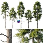 مدل سه‌بعدی درخت کاج بلند و متوسط | Pine 18m and 12m 0