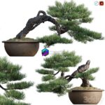 مدل سه‌بعدی بونسای کاج با طراحی طبیعی | Pine Bonsai 03