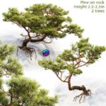 مدل سه‌بعدی درخت کاج روی سنگ | Pine on rock 0