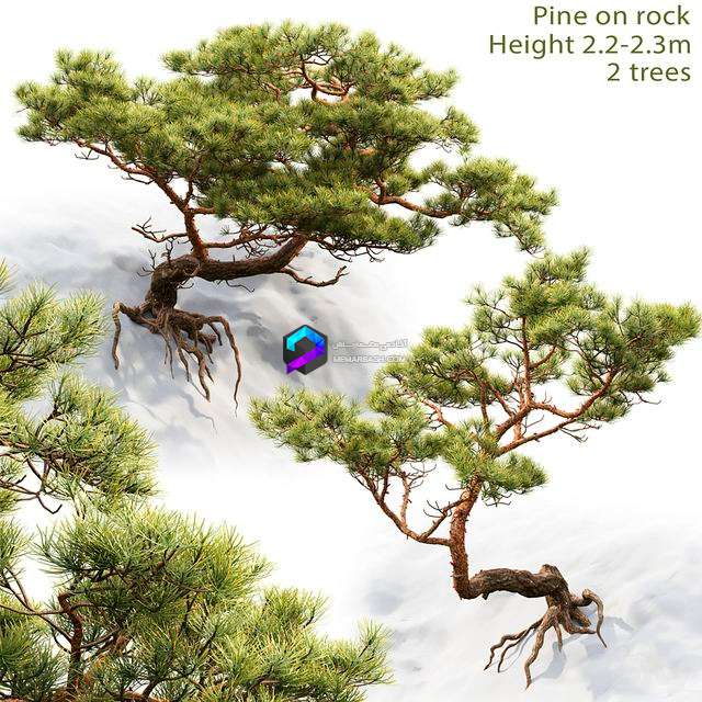 Pine on rock 0