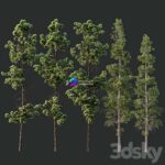 مدل سه‌بعدی درخت کاج و درخت سرخس | Pinus Palustris and Sphaeropteris Lepifera