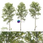 مدل سه‌بعدی درخت چنار با ارتفاع 23-24 متر | Plane tree Sycamore Platanus 17 0