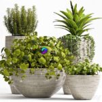 مدل سه‌بعدی گلدان‌های مدرن با گیاهان زینتی | Plant set 57 0