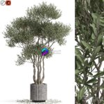مدل سه‌بعدی درخت زیتون تزئینی | Plants Collection 723