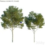 مدل سه‌بعدی درخت چنار ایرانی | Platanus orientalis