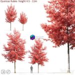 مدل سه‌بعدی درخت بلوط قرمز با ارتفاع 4.5 تا 11 متر | Quercus Rubra 0