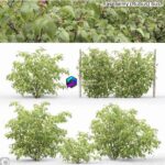 مدل سه‌بعدی بوته تمشک (Rubus) | Raspberry 0