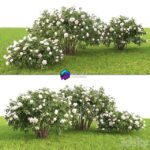 مدل سه‌بعدی بوته گل رز برای فضای خارجی | Rose plants bush hedge fence garden 1