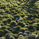 مدل سه‌بعدی چمن زینتی با بافت طبیعی | Round Grass