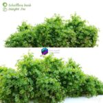 مدل سه‌بعدی بوته شفلرا با طراحی طبیعی | Schefflera bush 0
