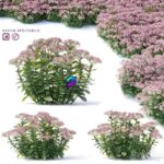 مدل سه‌بعدی گیاه Sedum با گل‌های برجسته | Sedum prominent Flowers 0
